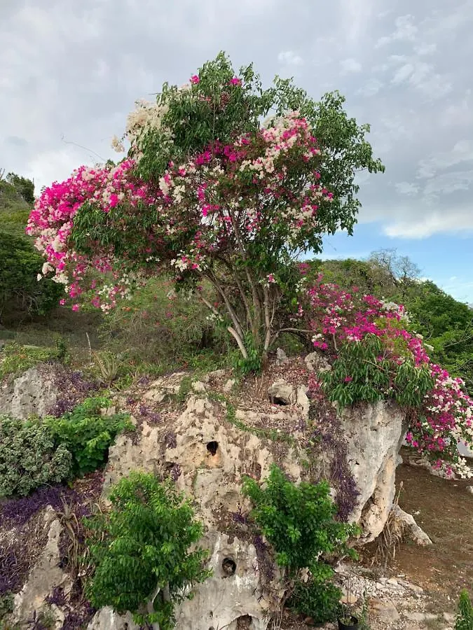 Butterfly Hill Villa & Studio Apartment Jamaica